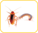 ccct cockroach